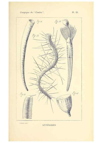 Reproducción/Reproduction 9464748835: Résultats scientifiques de la campagne du ""Caudan"" dans le Golfe de Gascogne, août-septembre 1895 /. Paris :Masson,1896.
