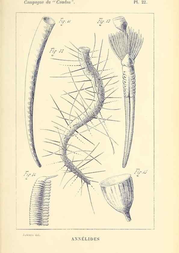 Reproducción/Reproduction 9464748835: Résultats scientifiques de la campagne du ""Caudan"" dans le Golfe de Gascogne, août-septembre 1895 /. Paris :Masson,1896.