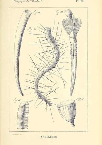 Reproducción/Reproduction 9464748835: Résultats scientifiques de la campagne du ""Caudan"" dans le Golfe de Gascogne, août-septembre 1895 /. Paris :Masson,1896.