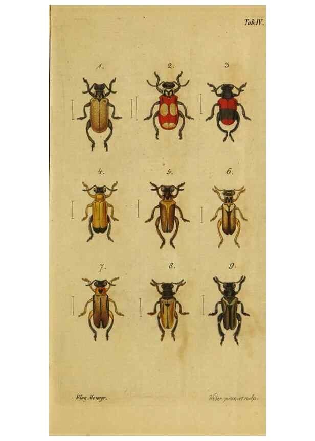 Reproducción/Reproduction 9499898071: Engomologische Monographieen.. Berlin,G. Reimer,1824.