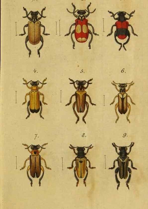 Reproducción/Reproduction 9499898071: Engomologische Monographieen.. Berlin,G. Reimer,1824.
