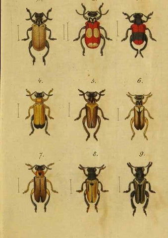 Reproducción/Reproduction 9499898071: Engomologische Monographieen.. Berlin,G. Reimer,1824.
