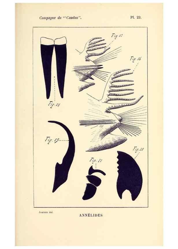 Reproducción/Reproduction 9464750369: Résultats scientifiques de la campagne du ""Caudan"" dans le Golfe de Gascogne, août-septembre 1895 /. Paris :Masson,1896.