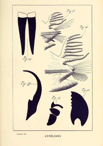 Reproducción/Reproduction 9464750369: Résultats scientifiques de la campagne du ""Caudan"" dans le Golfe de Gascogne, août-septembre 1895 /. Paris :Masson,1896.