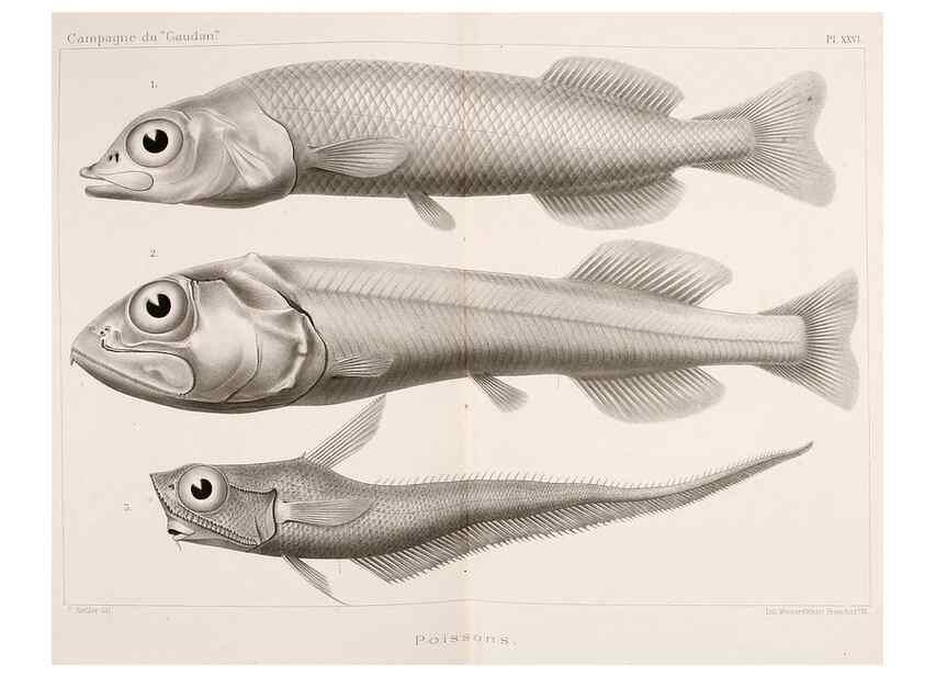 Reproducción/Reproduction 9464755413: Résultats scientifiques de la campagne du ""Caudan"" dans le Golfe de Gascogne, août-septembre 1895 /. Paris :Masson,1896.