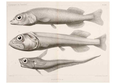 Reproducción/Reproduction 9464755413: Résultats scientifiques de la campagne du ""Caudan"" dans le Golfe de Gascogne, août-septembre 1895 /. Paris :Masson,1896.