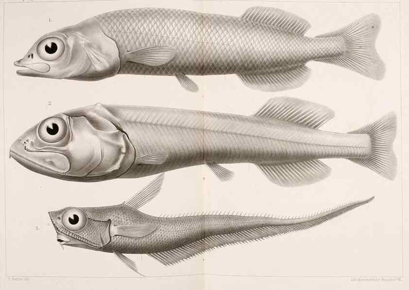 Reproducción/Reproduction 9464755413: Résultats scientifiques de la campagne du ""Caudan"" dans le Golfe de Gascogne, août-septembre 1895 /. Paris :Masson,1896.