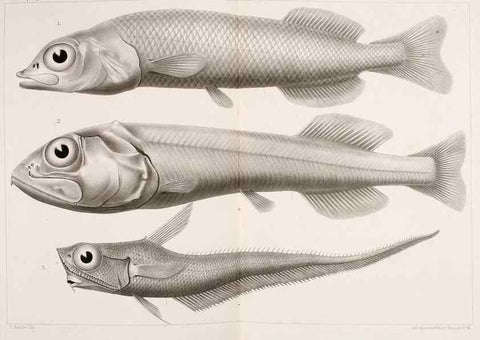 Reproducción/Reproduction 9464755413: Résultats scientifiques de la campagne du ""Caudan"" dans le Golfe de Gascogne, août-septembre 1895 /. Paris :Masson,1896.