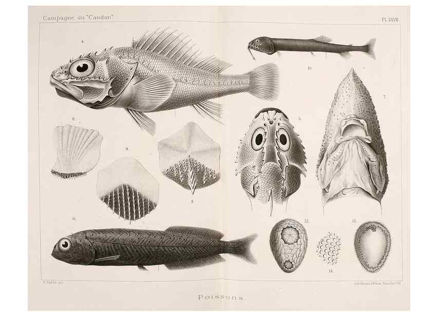 Reproducción/Reproduction 9467537386: Résultats scientifiques de la campagne du ""Caudan"" dans le Golfe de Gascogne, août-septembre 1895 /. Paris :Masson,1896.