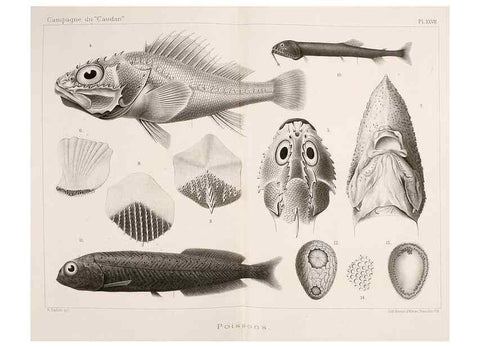 Reproducción/Reproduction 9467537386: Résultats scientifiques de la campagne du ""Caudan"" dans le Golfe de Gascogne, août-septembre 1895 /. Paris :Masson,1896.