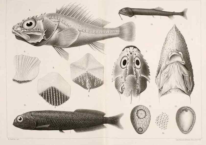Reproducción/Reproduction 9467537386: Résultats scientifiques de la campagne du ""Caudan"" dans le Golfe de Gascogne, août-septembre 1895 /. Paris :Masson,1896.