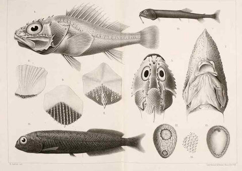 Reproducción/Reproduction 9467537386: Résultats scientifiques de la campagne du ""Caudan"" dans le Golfe de Gascogne, août-septembre 1895 /. Paris :Masson,1896.