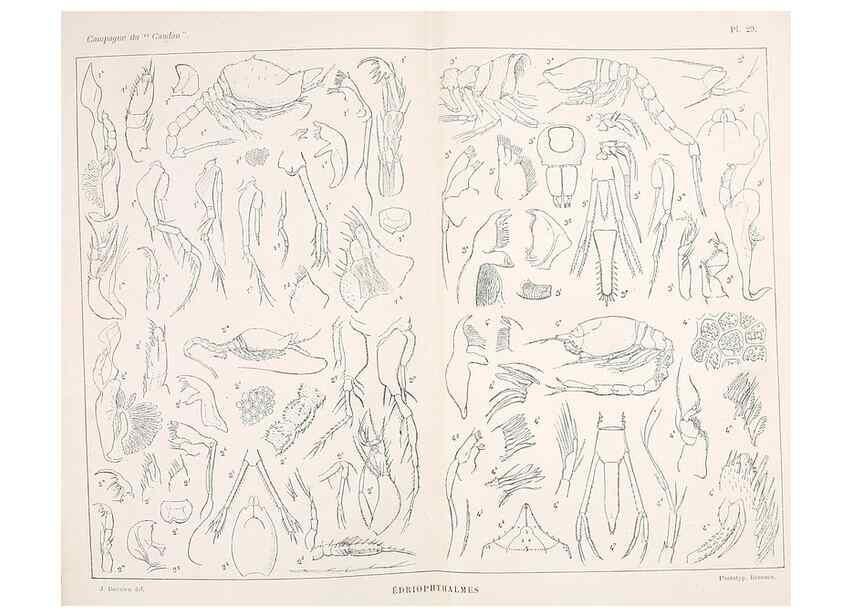 Reproducción/Reproduction 9467541482: Résultats scientifiques de la campagne du ""Caudan"" dans le Golfe de Gascogne, août-septembre 1895 /. Paris :Masson,1896.