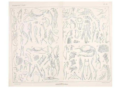 Reproducción/Reproduction 9467541482: Résultats scientifiques de la campagne du ""Caudan"" dans le Golfe de Gascogne, août-septembre 1895 /. Paris :Masson,1896.