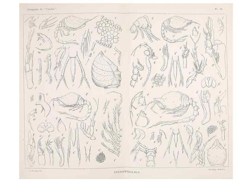 Reproducción/Reproduction 9467543994: Résultats scientifiques de la campagne du ""Caudan"" dans le Golfe de Gascogne, août-septembre 1895 /. Paris :Masson,1896.