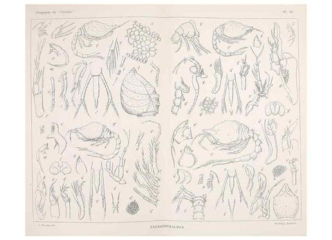Reproducción/Reproduction 9467543994: Résultats scientifiques de la campagne du ""Caudan"" dans le Golfe de Gascogne, août-septembre 1895 /. Paris :Masson,1896.
