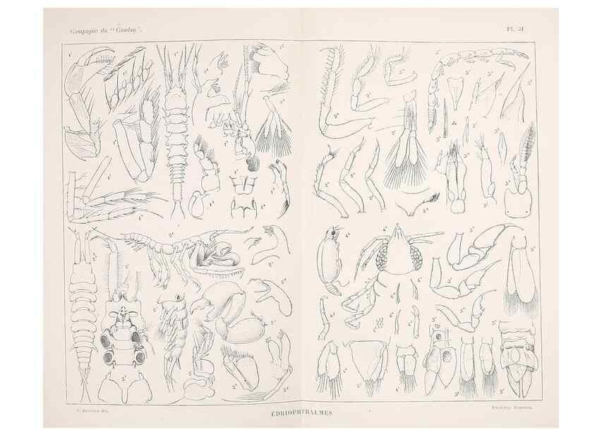 Reproducción/Reproduction 9467547332: Résultats scientifiques de la campagne du ""Caudan"" dans le Golfe de Gascogne, août-septembre 1895 /. Paris :Masson,1896.