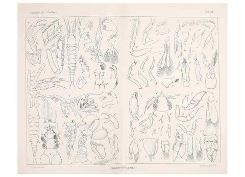 Reproducción/Reproduction 9467547332: Résultats scientifiques de la campagne du ""Caudan"" dans le Golfe de Gascogne, août-septembre 1895 /. Paris :Masson,1896.