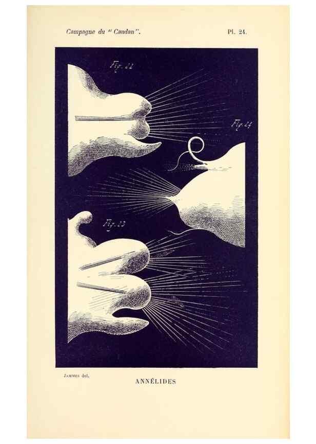 Reproducción/Reproduction 9464752657: Résultats scientifiques de la campagne du ""Caudan"" dans le Golfe de Gascogne, août-septembre 1895 /. Paris :Masson,1896.