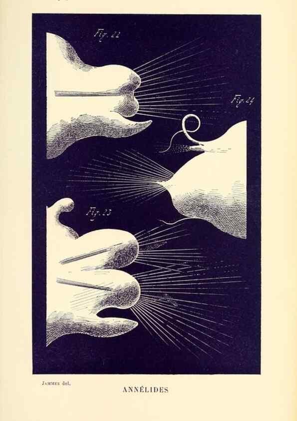 Reproducción/Reproduction 9464752657: Résultats scientifiques de la campagne du ""Caudan"" dans le Golfe de Gascogne, août-septembre 1895 /. Paris :Masson,1896.