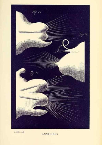 Reproducción/Reproduction 9464752657: Résultats scientifiques de la campagne du ""Caudan"" dans le Golfe de Gascogne, août-septembre 1895 /. Paris :Masson,1896.
