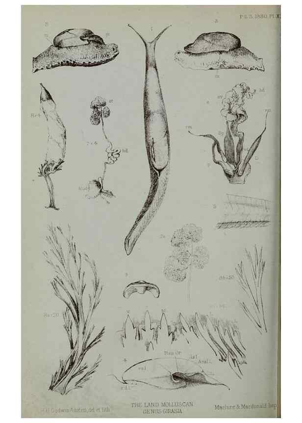 Reproducción/Reproduction 9518330970: Proceedings of the Zoological Society of London.. London :Academic Press, [etc.],1833-1965.