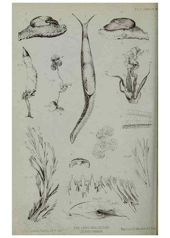 Reproducción/Reproduction 9518330970: Proceedings of the Zoological Society of London.. London :Academic Press, [etc.],1833-1965.