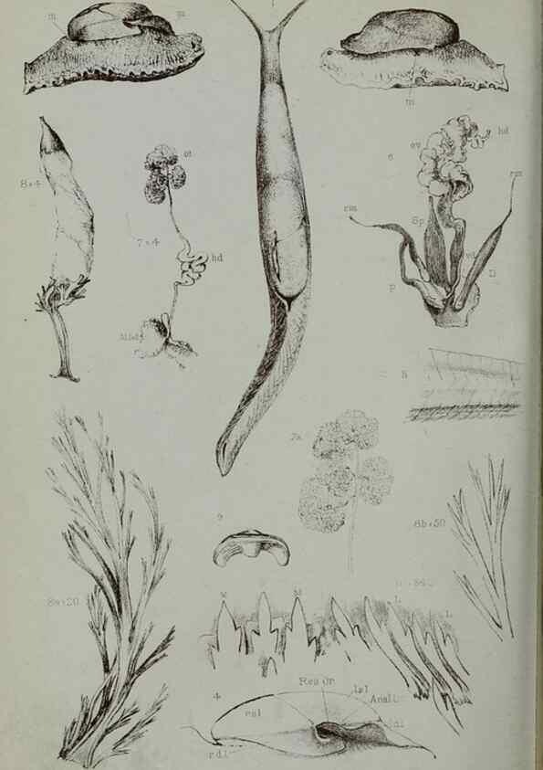 Reproducción/Reproduction 9518330970: Proceedings of the Zoological Society of London.. London :Academic Press, [etc.],1833-1965.