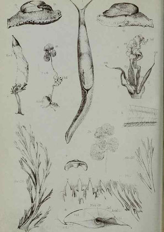 Reproducción/Reproduction 9518330970: Proceedings of the Zoological Society of London.. London :Academic Press, [etc.],1833-1965.