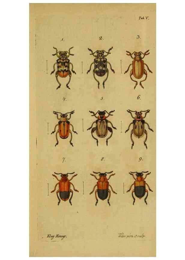 Reproducción/Reproduction 9502699066: Engomologische Monographieen.. Berlin,G. Reimer,1824.