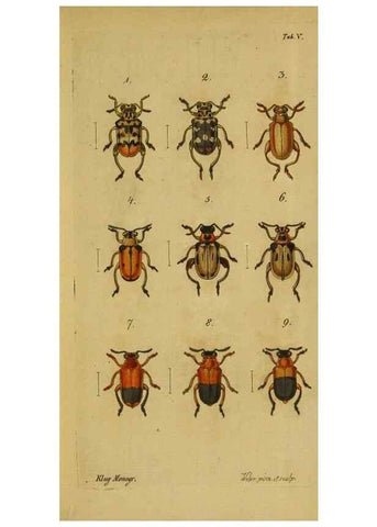 Reproducción/Reproduction 9502699066: Engomologische Monographieen.. Berlin,G. Reimer,1824.
