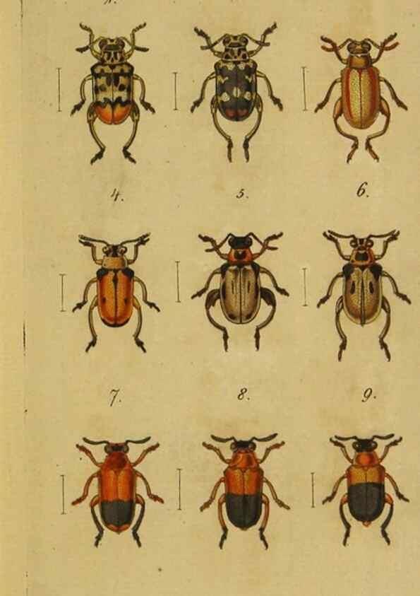 Reproducción/Reproduction 9502699066: Engomologische Monographieen.. Berlin,G. Reimer,1824.