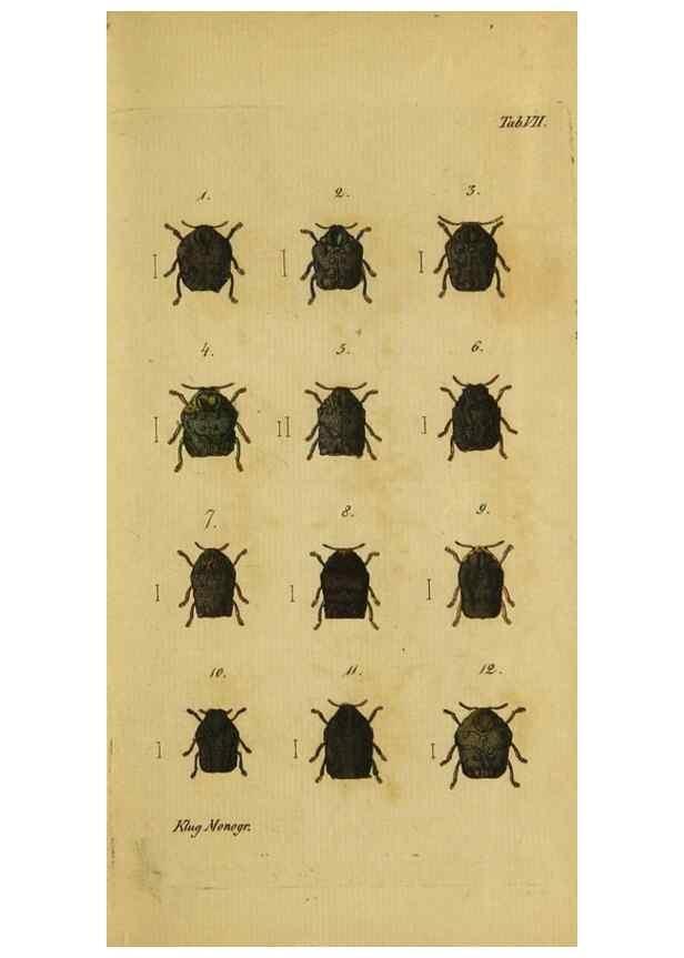 Reproducción/Reproduction 9502700842: Engomologische Monographieen.. Berlin,G. Reimer,1824.
