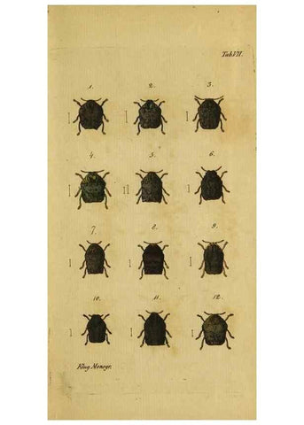 Reproducción/Reproduction 9502700842: Engomologische Monographieen.. Berlin,G. Reimer,1824.