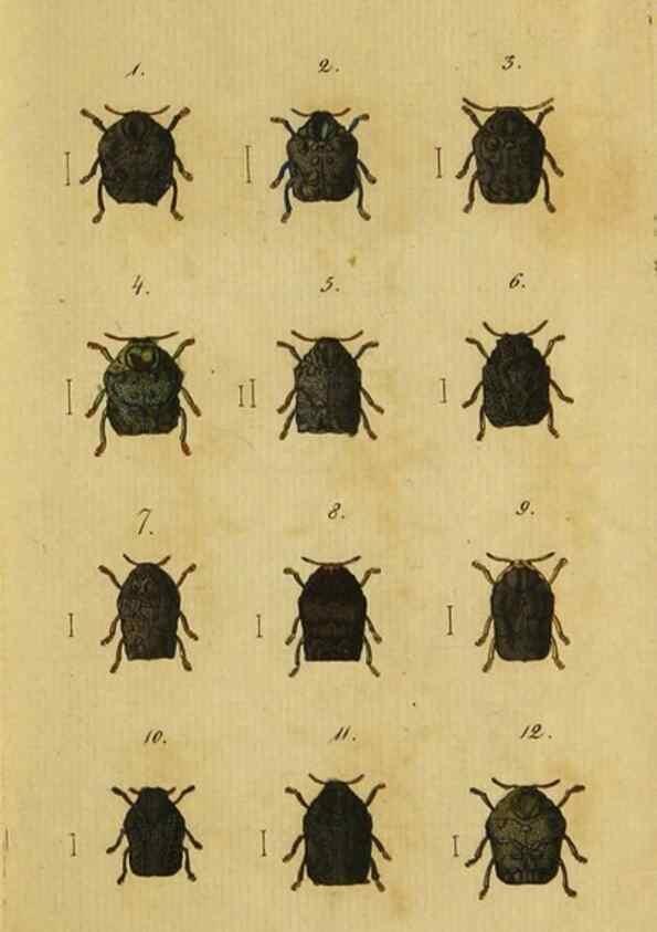 Reproducción/Reproduction 9502700842: Engomologische Monographieen.. Berlin,G. Reimer,1824.