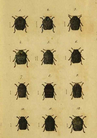 Reproducción/Reproduction 9502700842: Engomologische Monographieen.. Berlin,G. Reimer,1824.