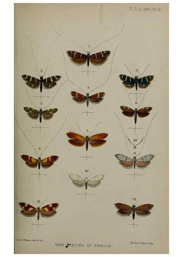 Reproducción/Reproduction 9515517257: Proceedings of the Zoological Society of London.. London :Academic Press, [etc.],1833-1965.