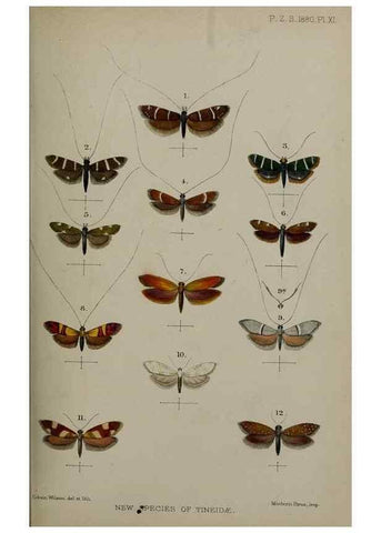 Reproducción/Reproduction 9515517257: Proceedings of the Zoological Society of London.. London :Academic Press, [etc.],1833-1965.