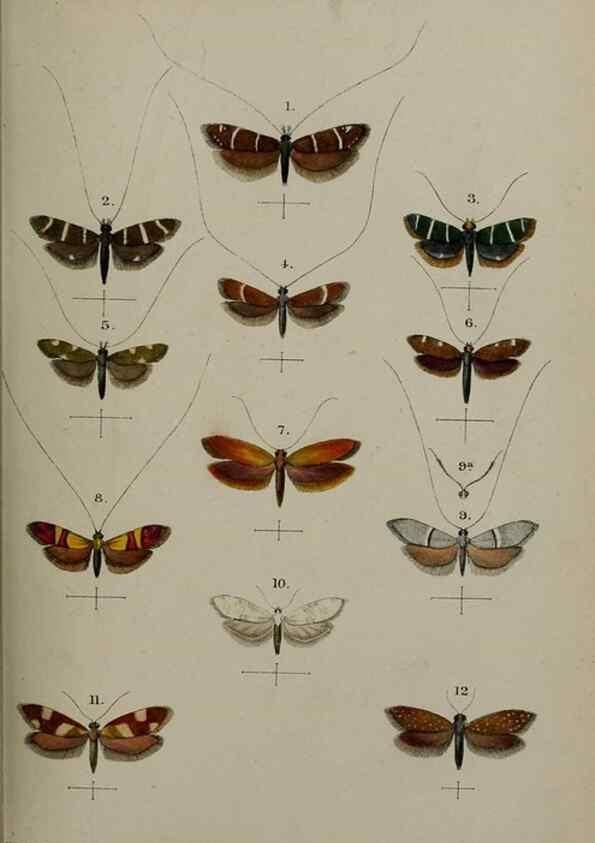 Reproducción/Reproduction 9515517257: Proceedings of the Zoological Society of London.. London :Academic Press, [etc.],1833-1965.