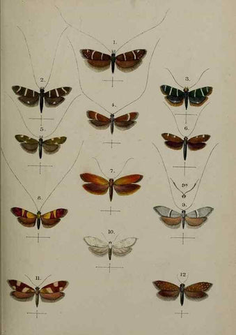 Reproducción/Reproduction 9515517257: Proceedings of the Zoological Society of London.. London :Academic Press, [etc.],1833-1965.