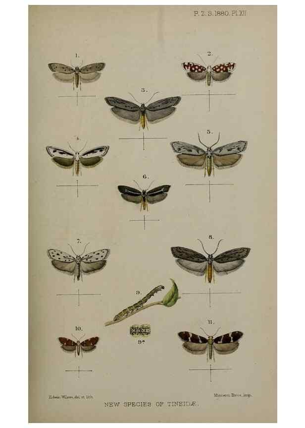 Reproducción/Reproduction 9515518899: Proceedings of the Zoological Society of London.. London :Academic Press, [etc.],1833-1965.