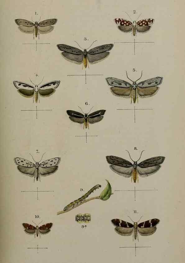 Reproducción/Reproduction 9515518899: Proceedings of the Zoological Society of London.. London :Academic Press, [etc.],1833-1965.
