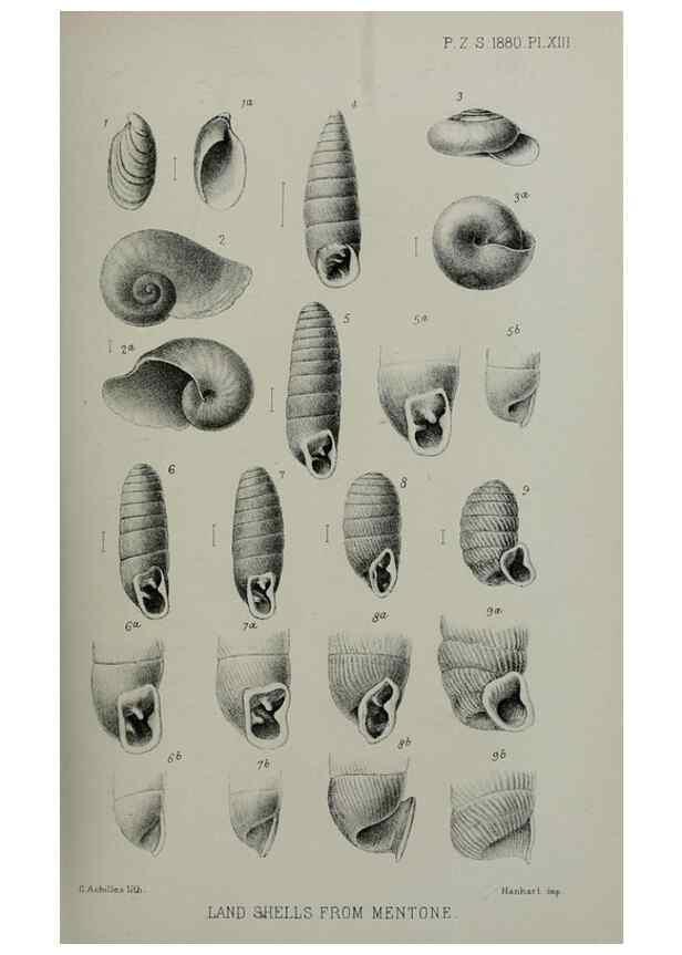 Reproducción/Reproduction 9515520223: Proceedings of the Zoological Society of London.. London :Academic Press, [etc.],1833-1965.