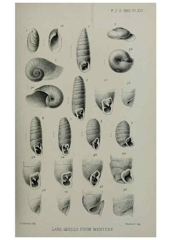 Reproducción/Reproduction 9515520223: Proceedings of the Zoological Society of London.. London :Academic Press, [etc.],1833-1965.