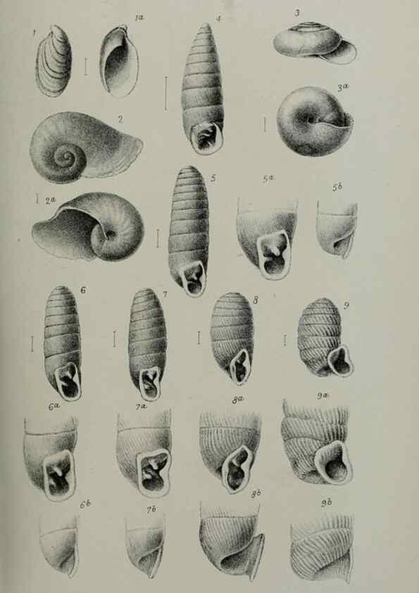 Reproducción/Reproduction 9515520223: Proceedings of the Zoological Society of London.. London :Academic Press, [etc.],1833-1965.
