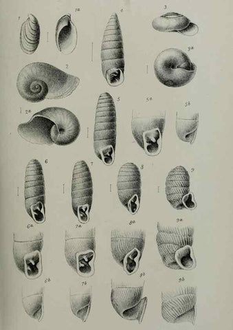 Reproducción/Reproduction 9515520223: Proceedings of the Zoological Society of London.. London :Academic Press, [etc.],1833-1965.