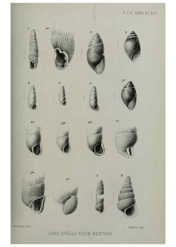 Reproducción/Reproduction 9518312336: Proceedings of the Zoological Society of London.. London :Academic Press, [etc.],1833-1965.