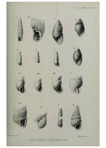 Reproducción/Reproduction 9518312336: Proceedings of the Zoological Society of London.. London :Academic Press, [etc.],1833-1965.
