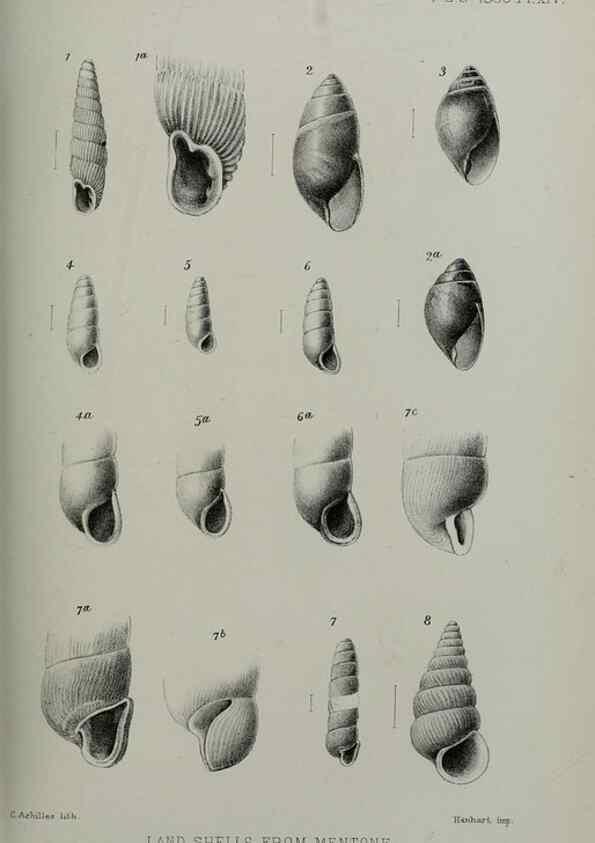 Reproducción/Reproduction 9518312336: Proceedings of the Zoological Society of London.. London :Academic Press, [etc.],1833-1965.