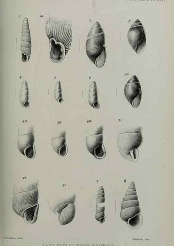 Reproducción/Reproduction 9518312336: Proceedings of the Zoological Society of London.. London :Academic Press, [etc.],1833-1965.